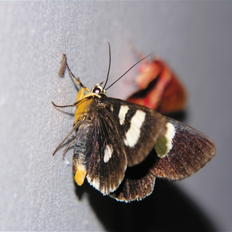 Mimeusemia centralis