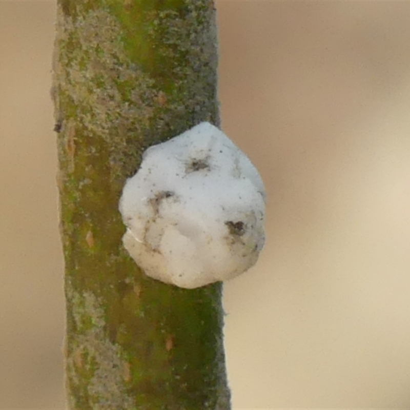 Ceroplastes sp. (genus)