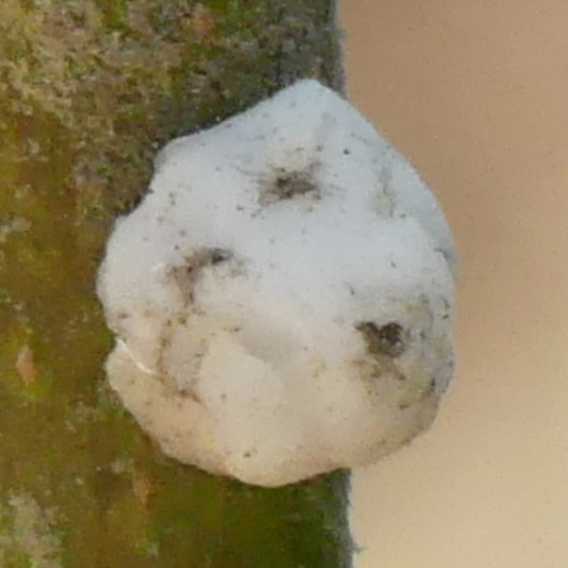 Ceroplastes sp. (genus)