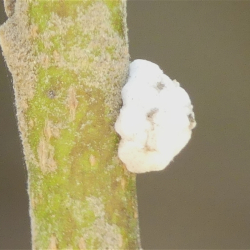 Ceroplastes sp. (genus)