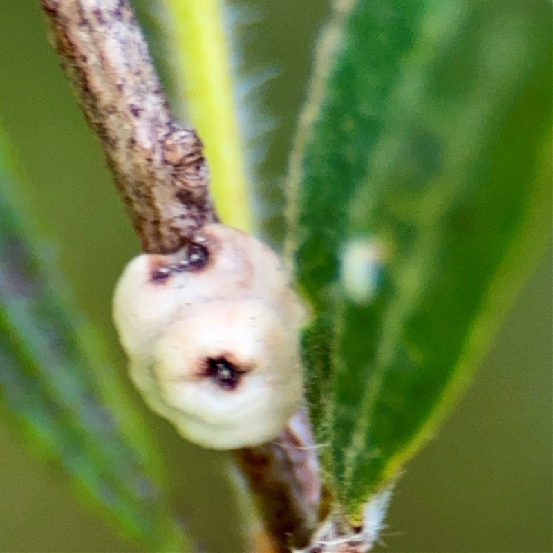 Ceroplastes sp. (genus)