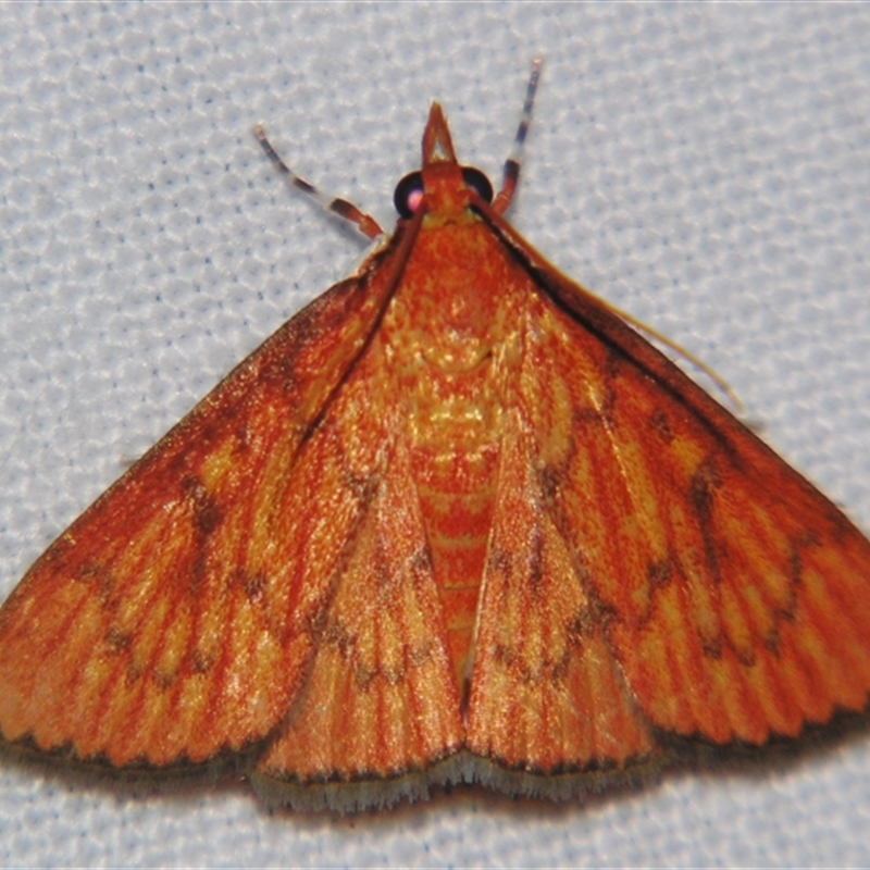 Paliga ignealis