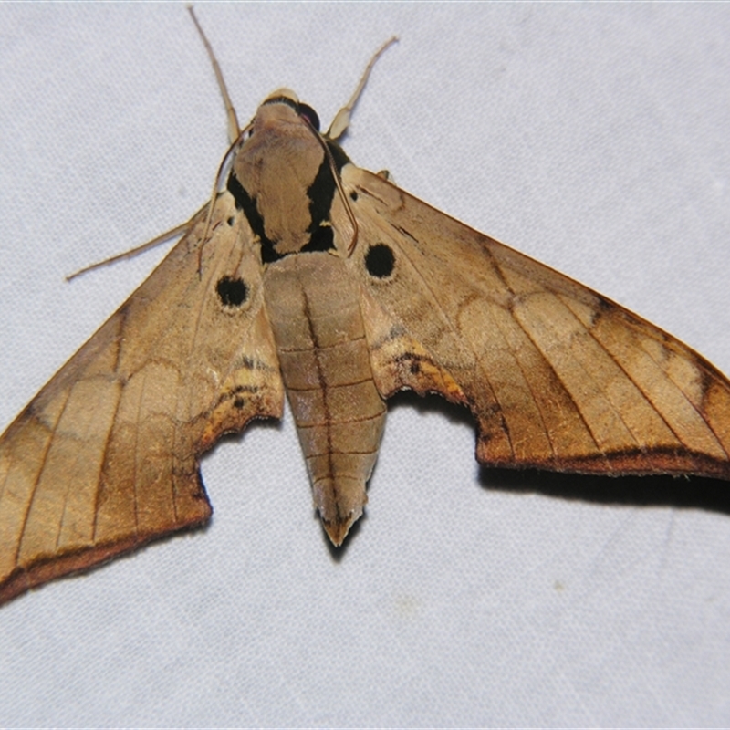 Ambulyx wildei