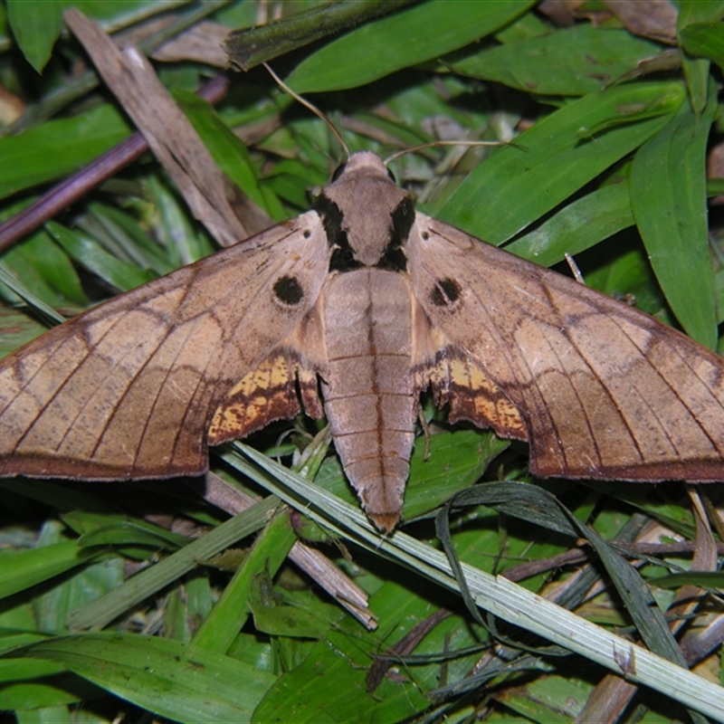 Ambulyx wildei
