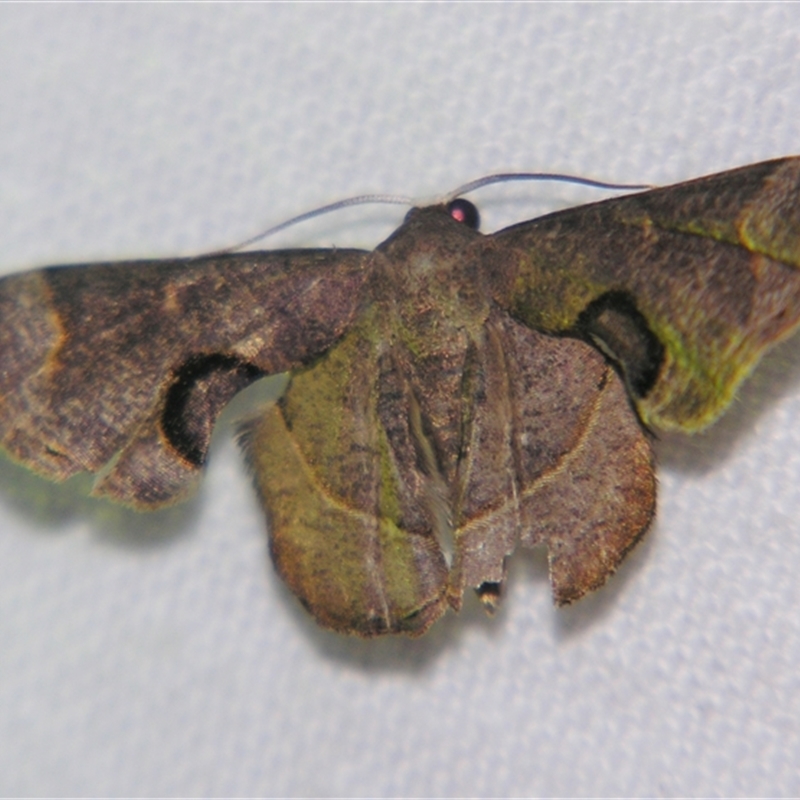 Balantiucha mutans