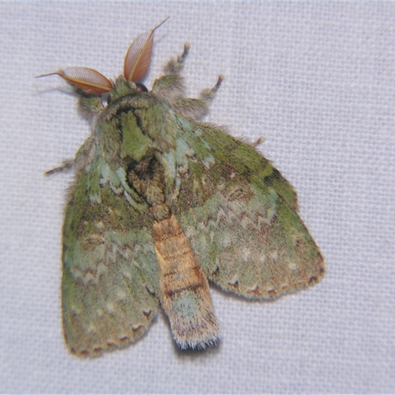 Neostauropus viridissimus