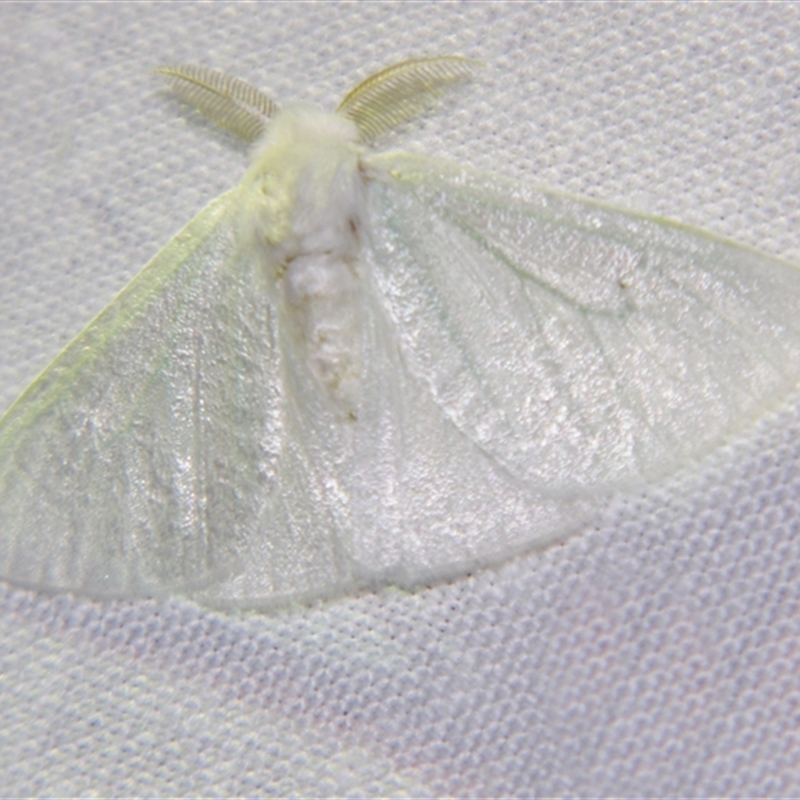 Arctornis (genus)