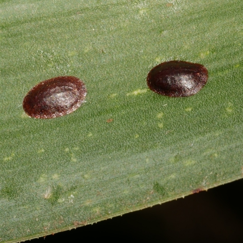 Parasaissetia nigra