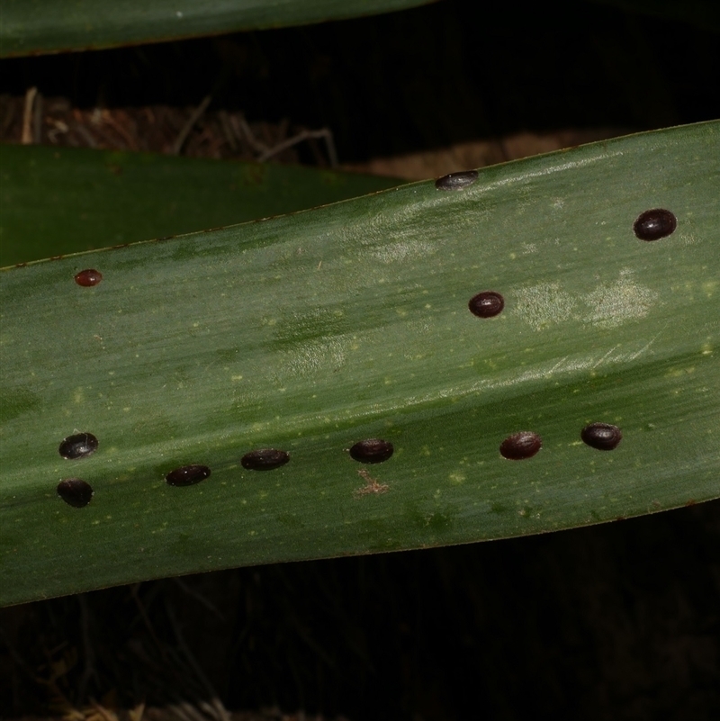 Parasaissetia nigra
