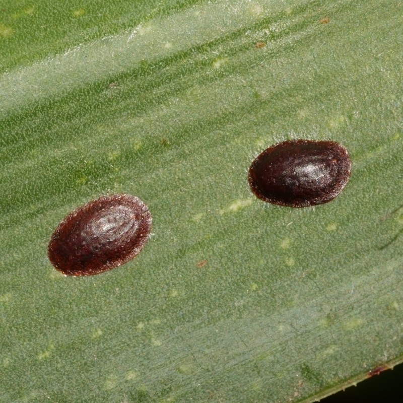 Parasaissetia nigra