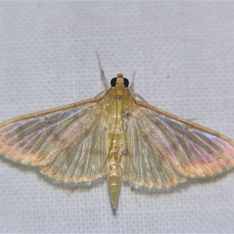 Pleuroptya sabinusalis