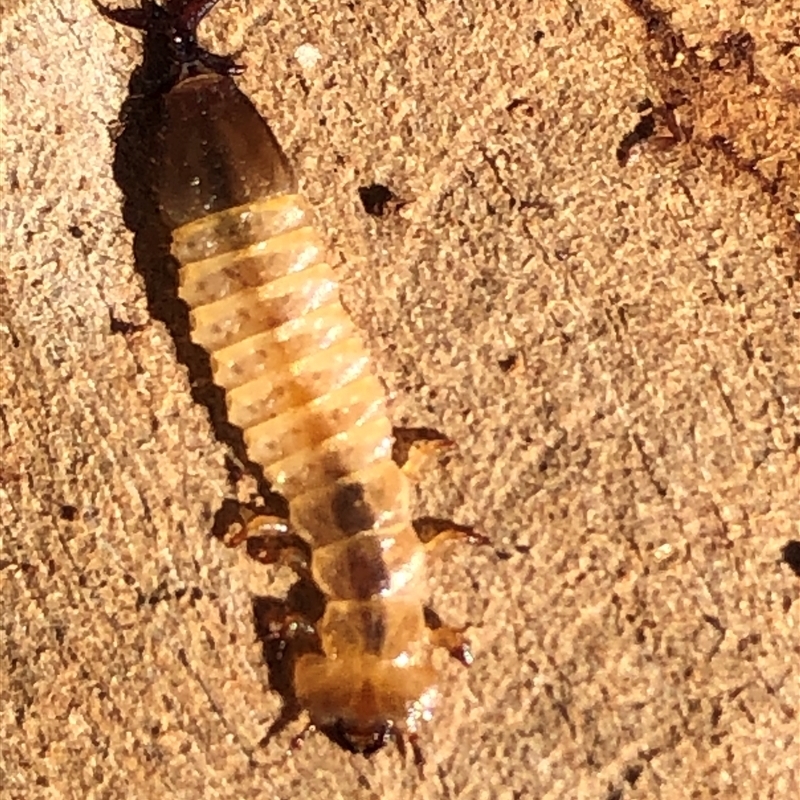 Cucujidae (Family)