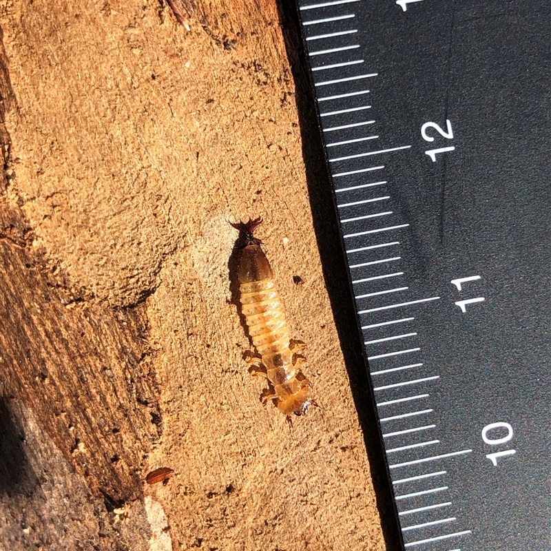 Cucujidae (Family)
