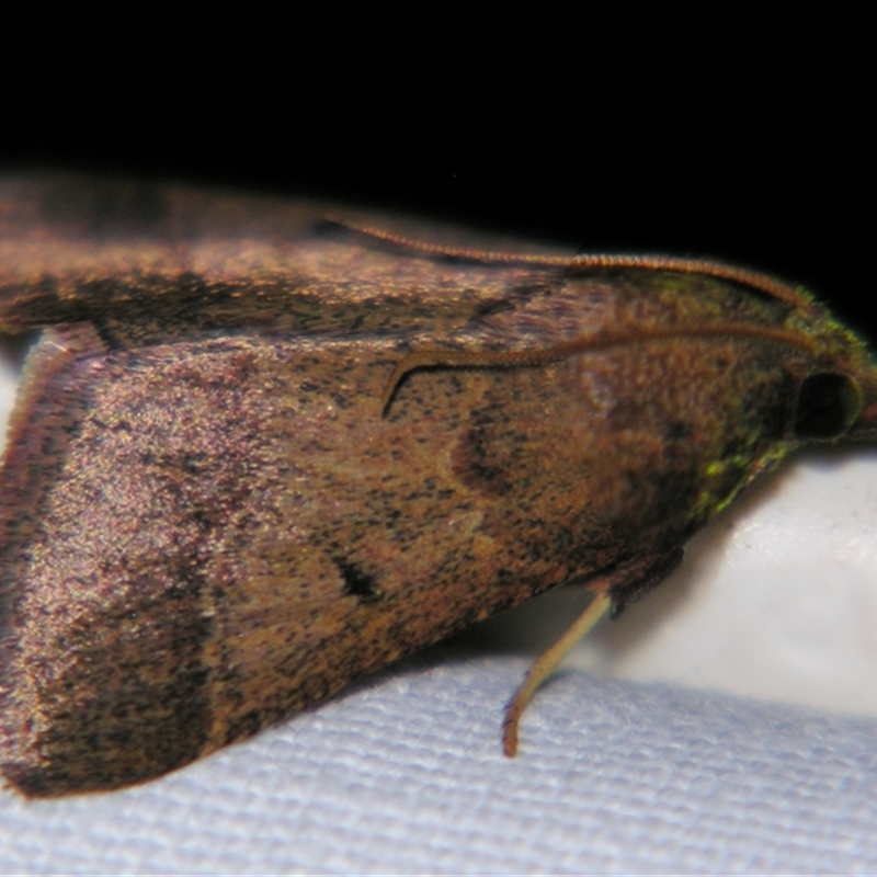 Arippara disticha
