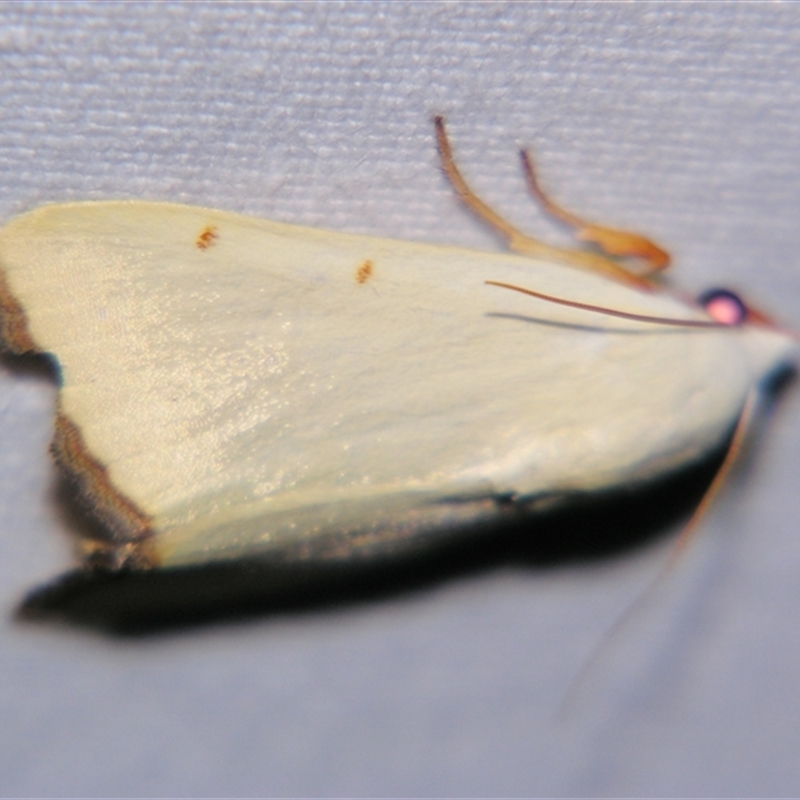 Xanthodes amata