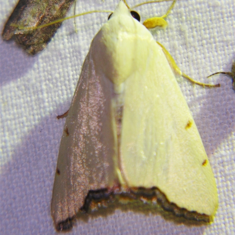 Xanthodes amata