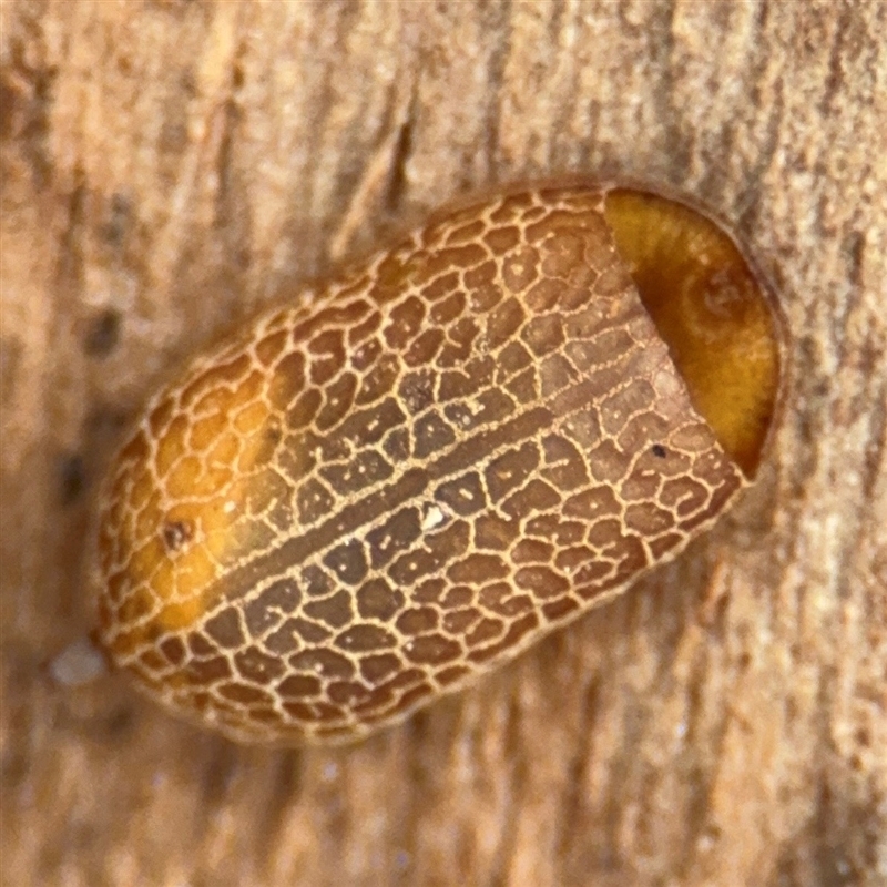 Microdon (genus)