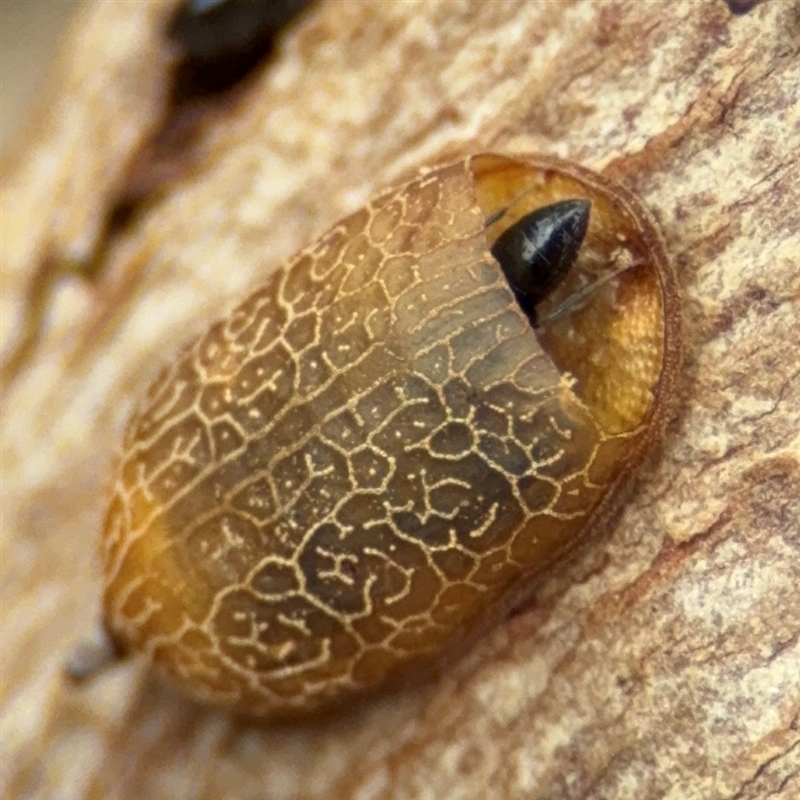 Microdon (genus)