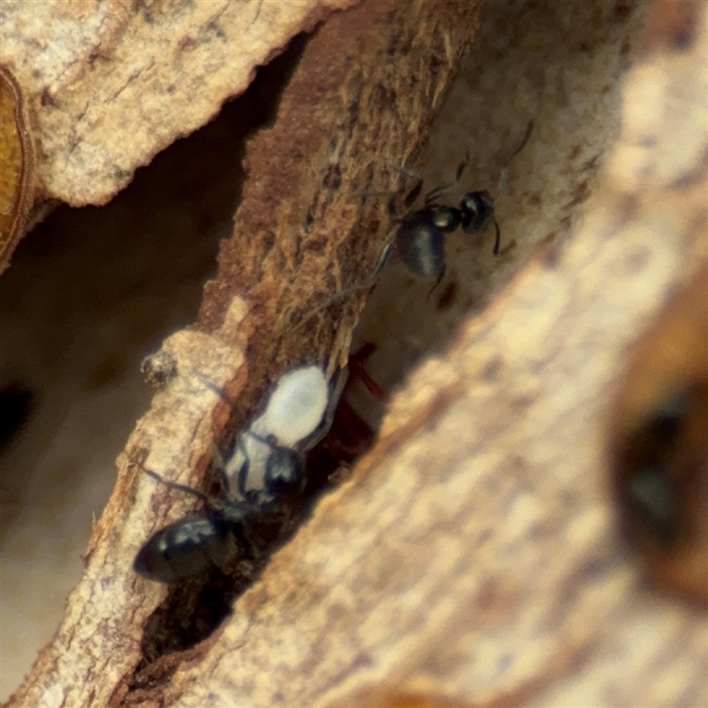 Microdon (genus)
