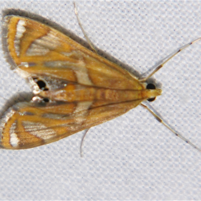 Margarosticha sp. ANIC1 (BOLD)