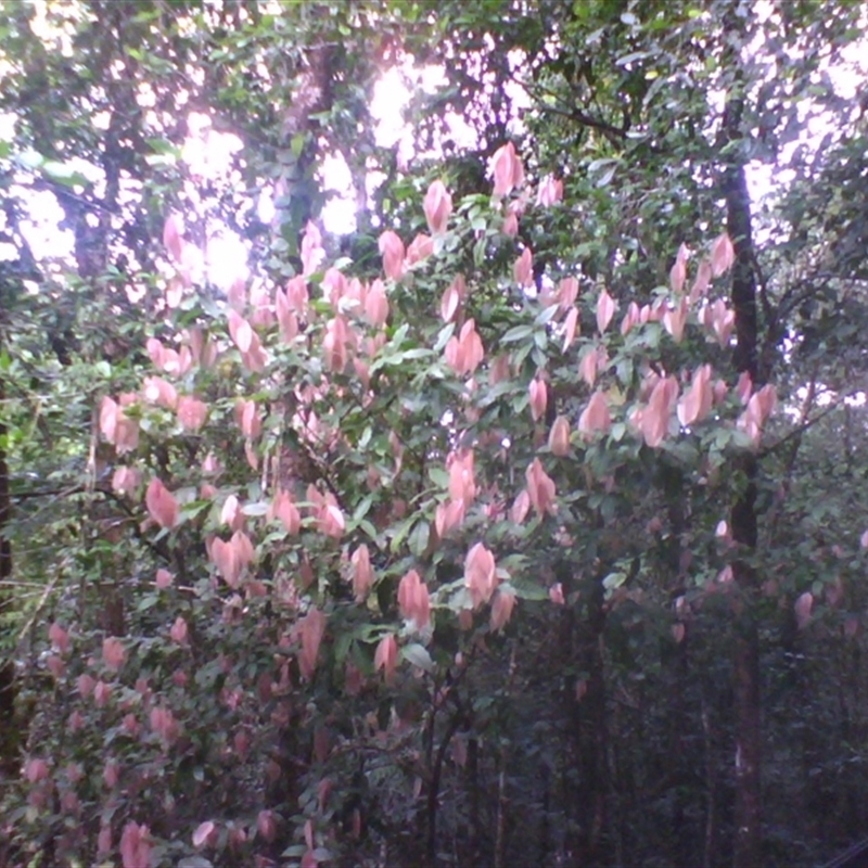Arytera pauciflora