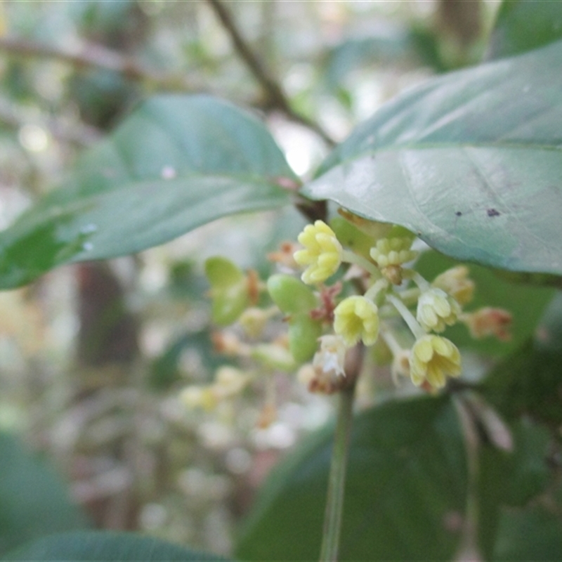 Arytera pauciflora