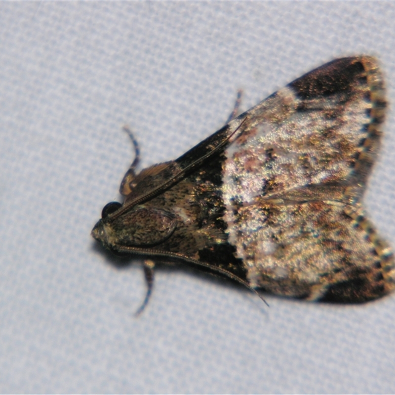 Enchesphora apicalis