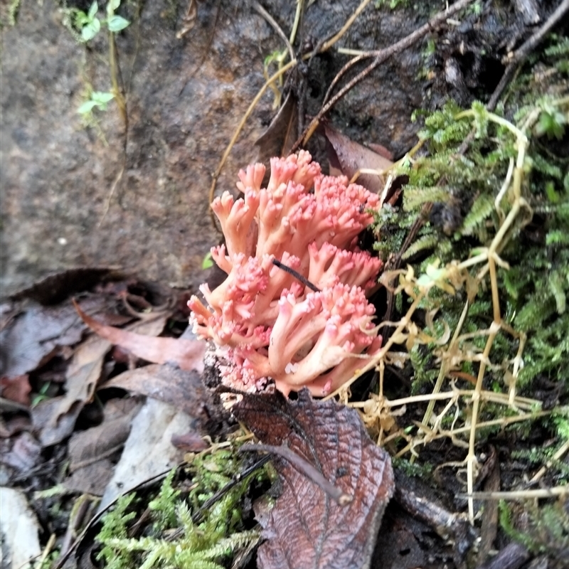 Ramaria botryoides