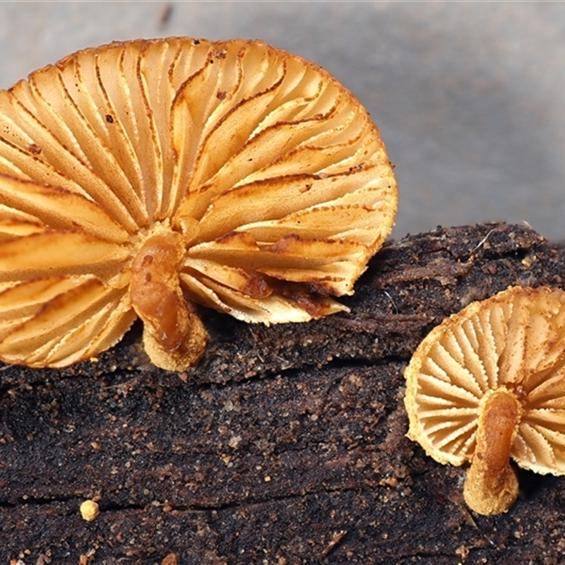 Pleuroflammula praestans