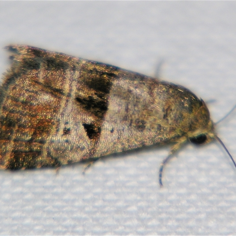 Ozarba punctigera