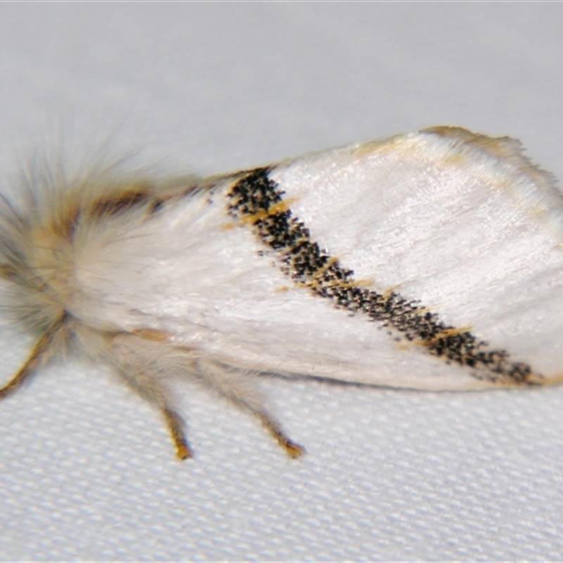 Mesodrepta harpotoma