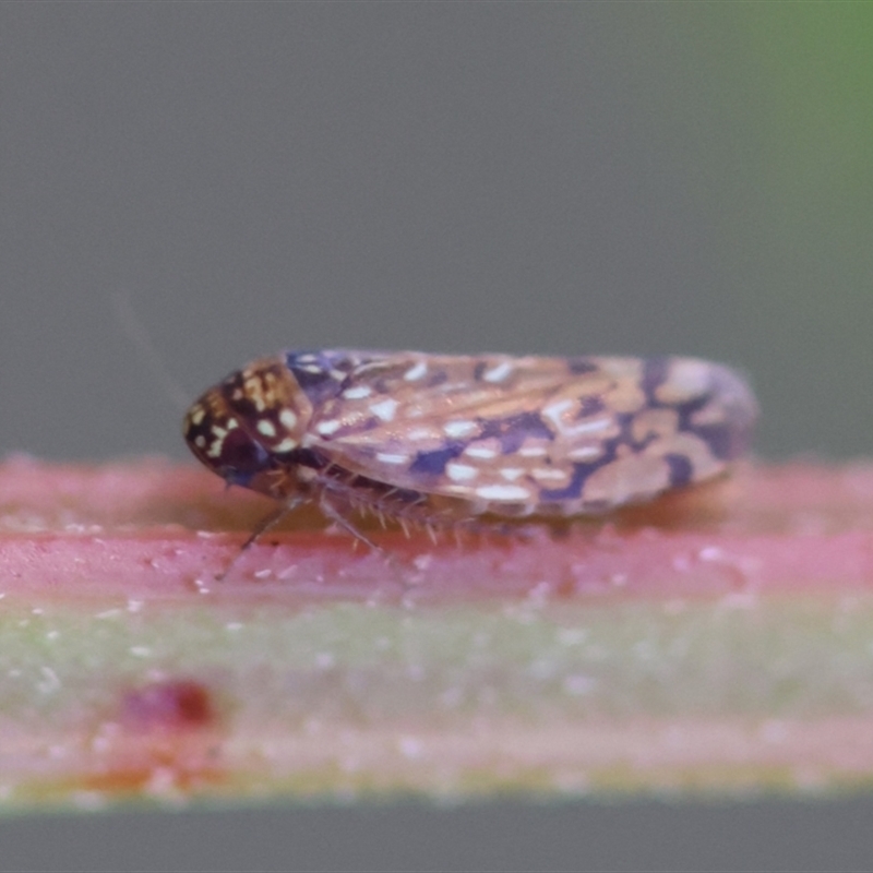 Xestocephalus tasmaniensis