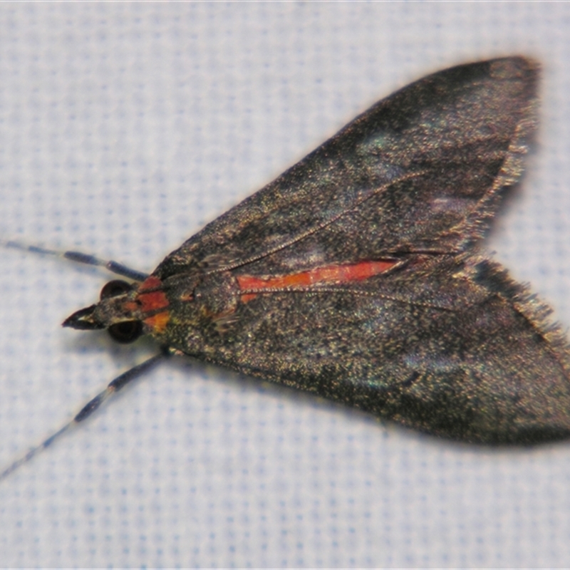 Autocharis miltosoma