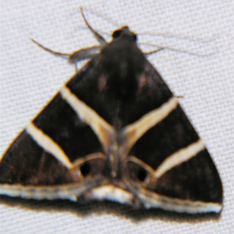 Grammodes oculata