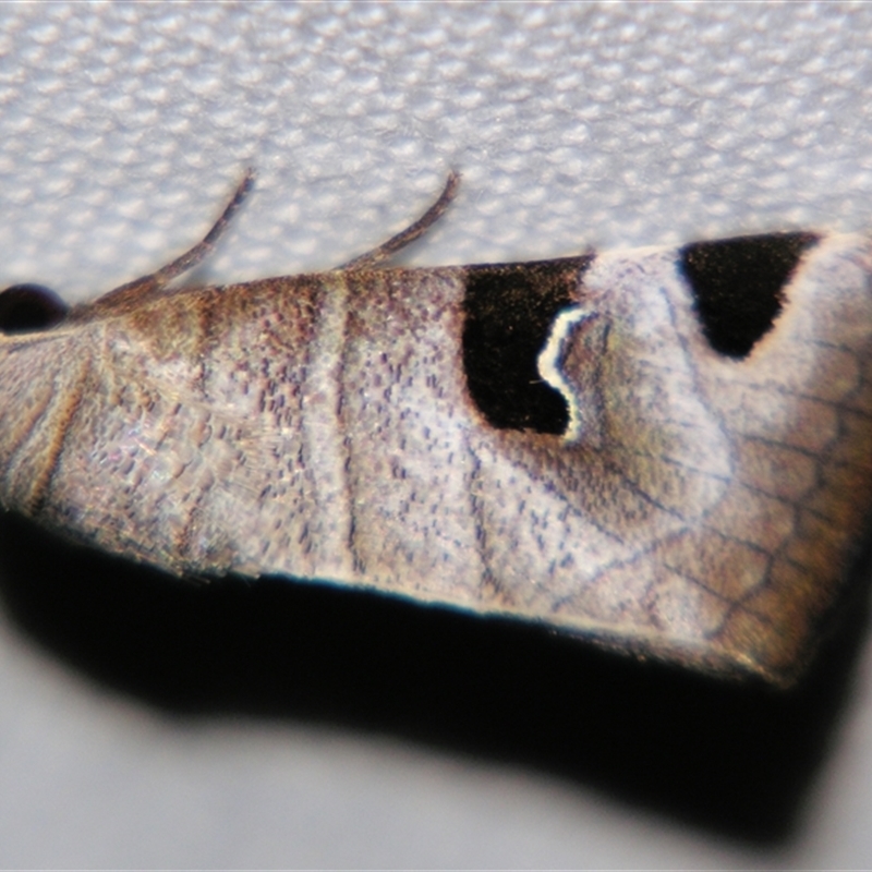 Brevipecten captata
