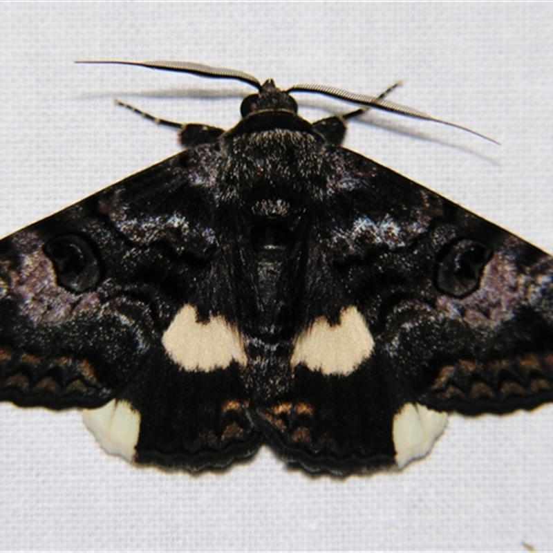 Donuca spectabilis