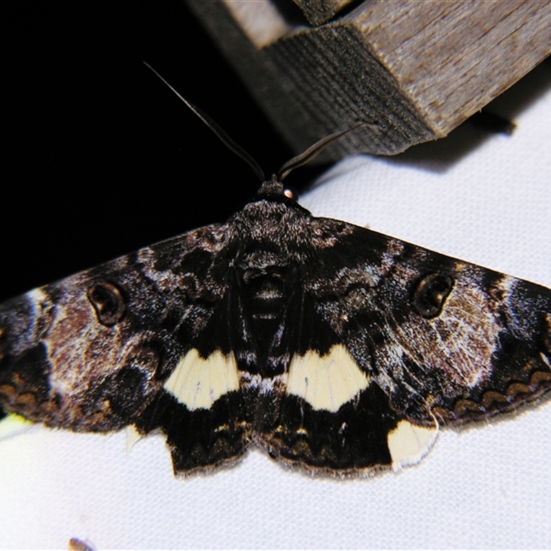 Donuca spectabilis