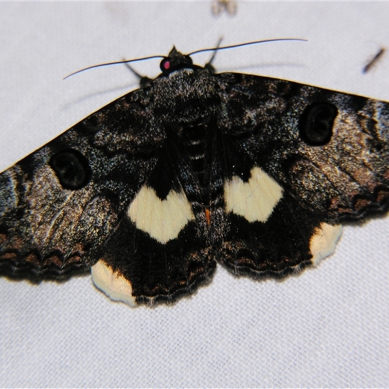 Donuca spectabilis