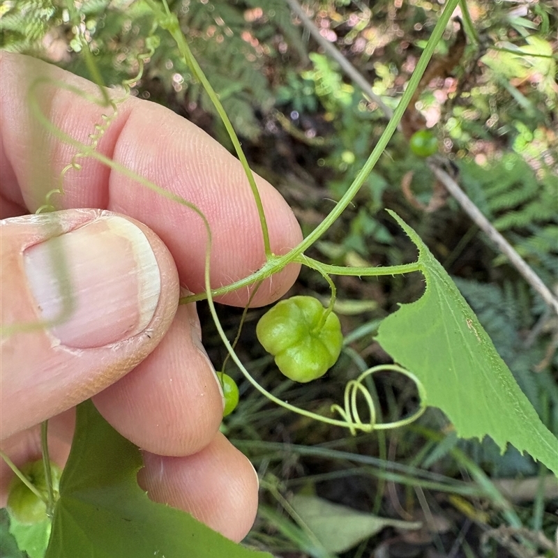 Zehneria cunninghamii