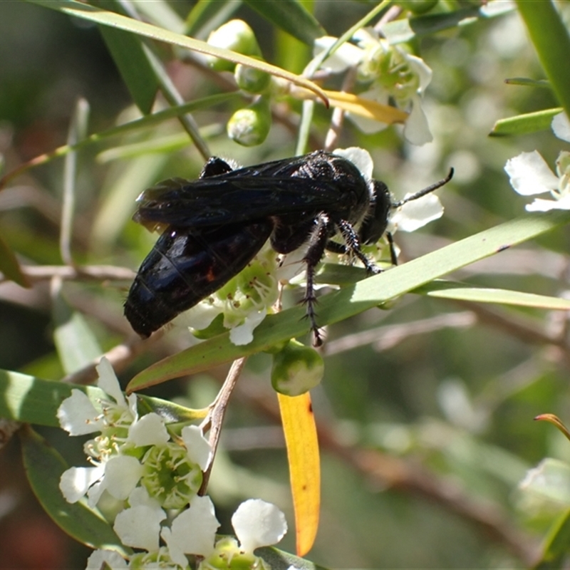 Anthoboscinae sp01