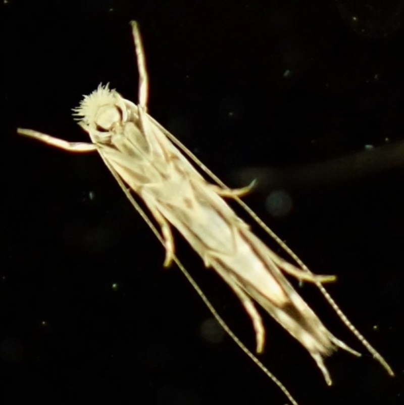 Stegommata leptomitella