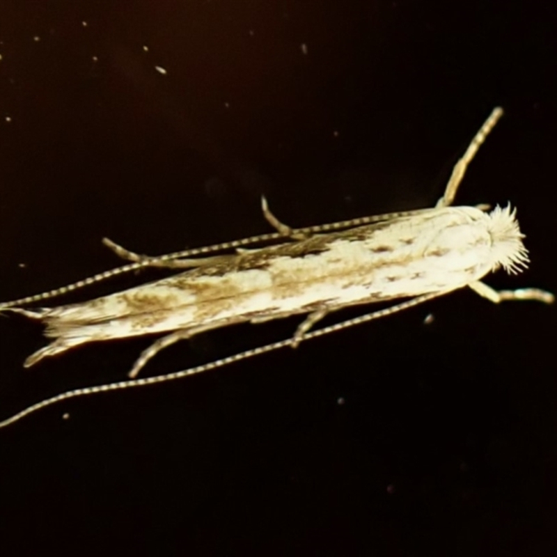 Stegommata leptomitella