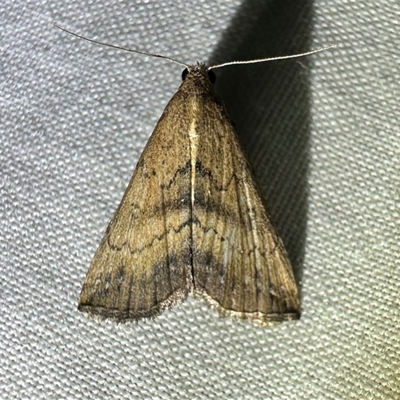 Progonia umbrifera