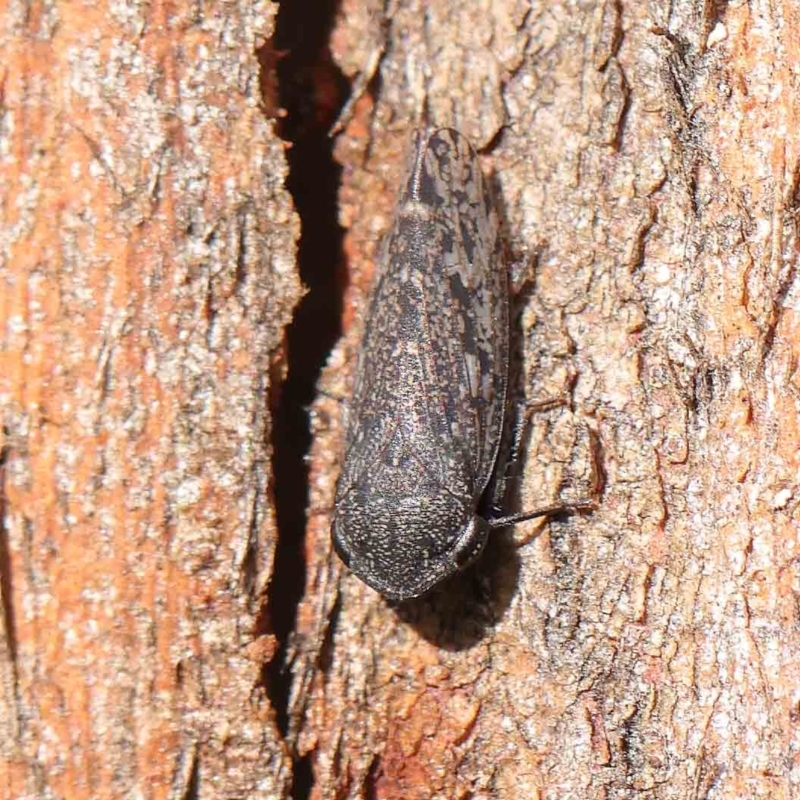 Putoniessa nigrella