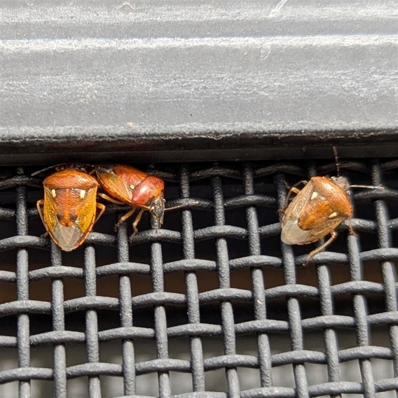 Eysarcoris trimaculatus