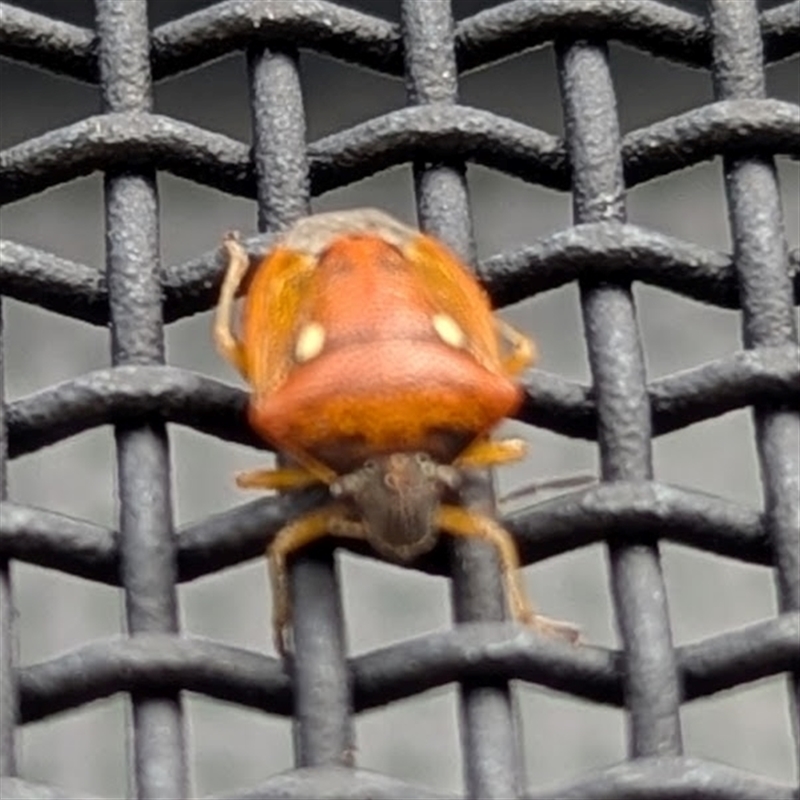 Eysarcoris trimaculatus