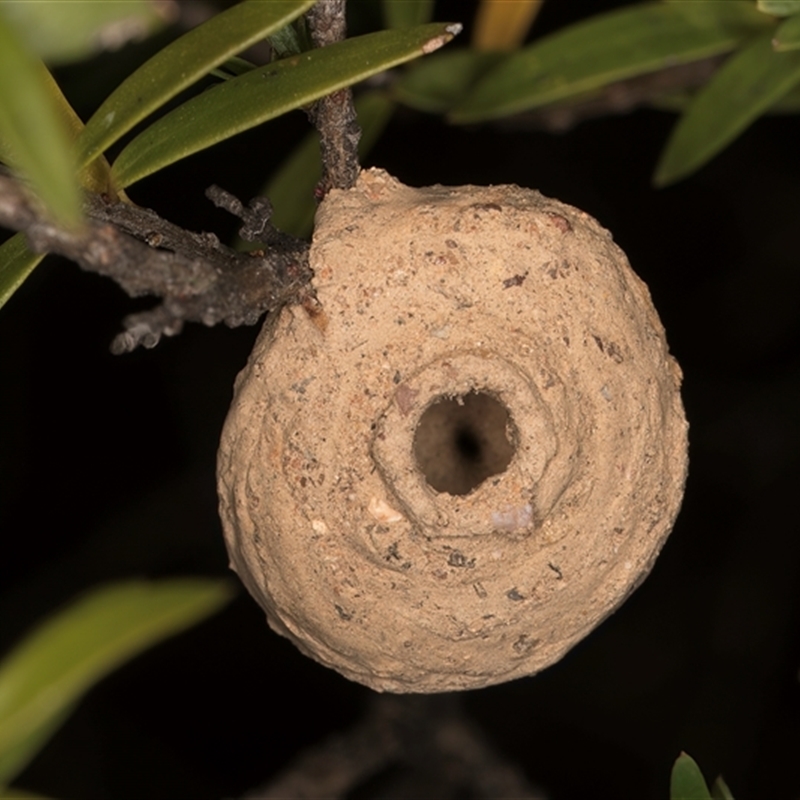 Apocrita (suborder) Nest
