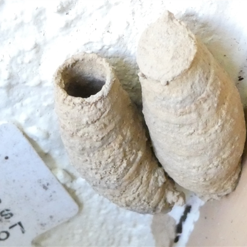 Apocrita (suborder) Nest