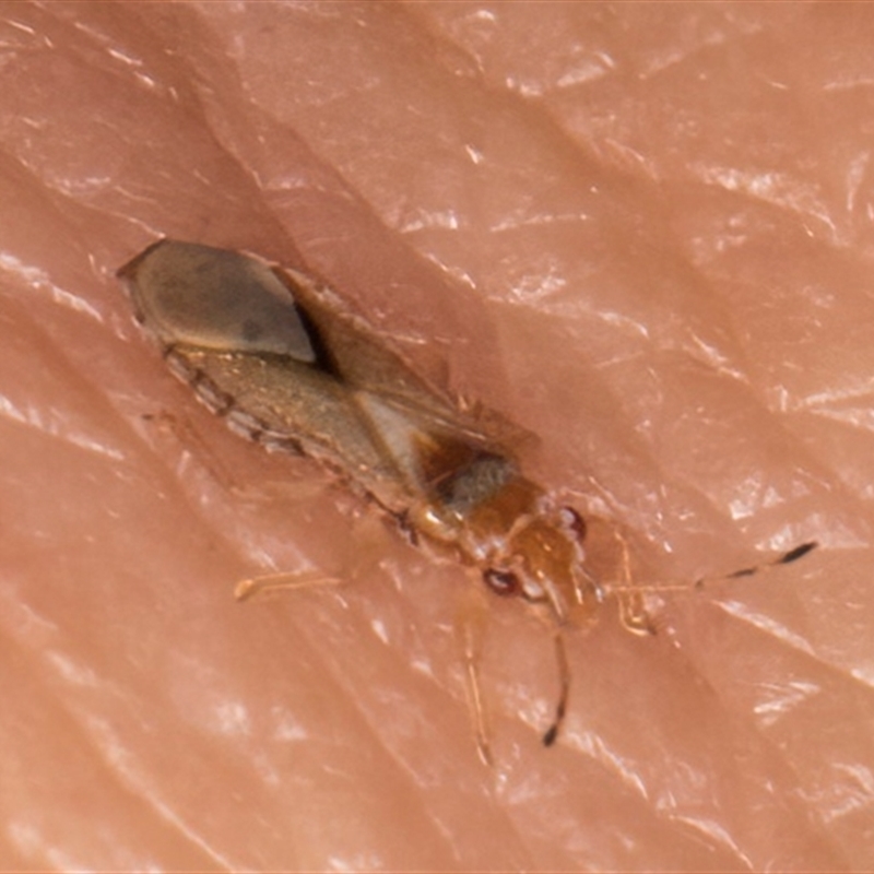 Thaumastocoris peregrinus