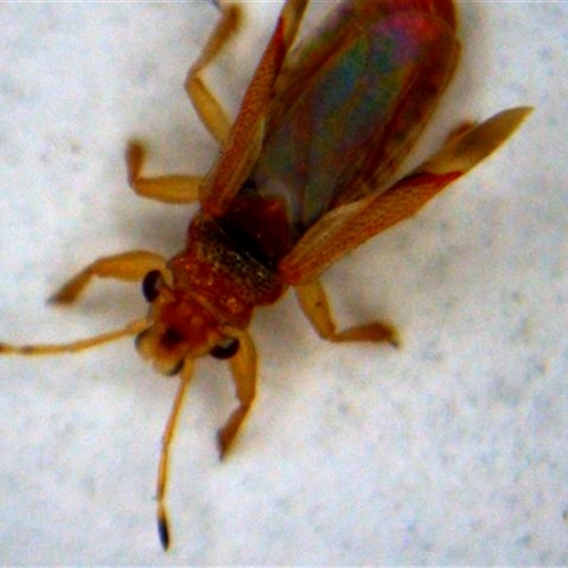 Thaumastocoris peregrinus